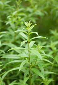 Lemon Verbena